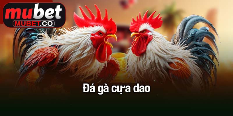 Đá gà cựa dao