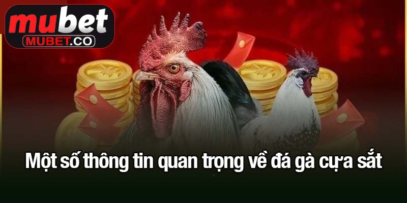 Đá gà cựa sắt - Trận đấu quyết liệt một mất một còn 2 Một số thông tin quan trọng về đá gà cựa sắt